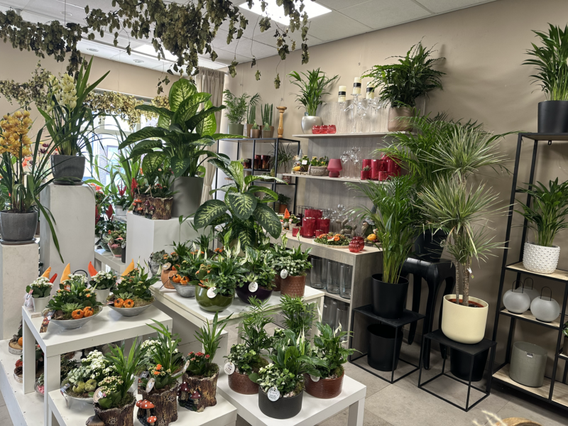 Planten in de winkel